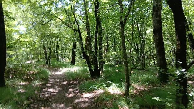 Красивые деревья с огромными ветвями встречается на экологическом маршруте на горе Медведь в Архипке