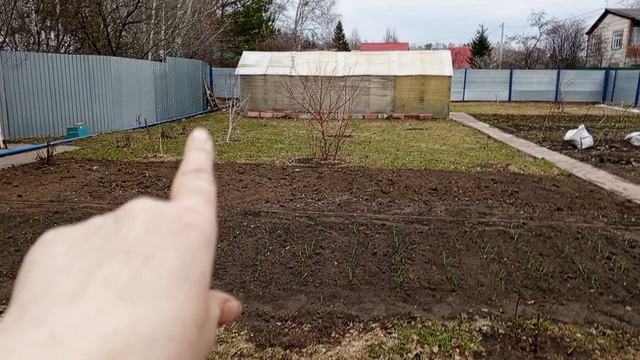 сибирский огород