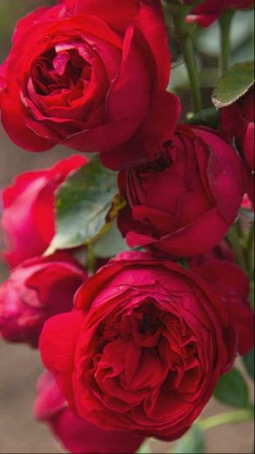 Почему эта роза весит так много? Секрет Эрика Таберли розы