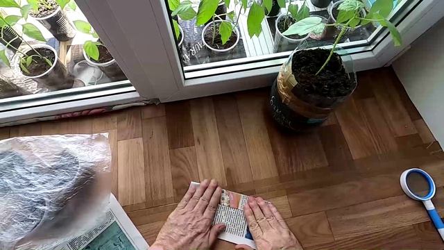 Устранение перелива рассады