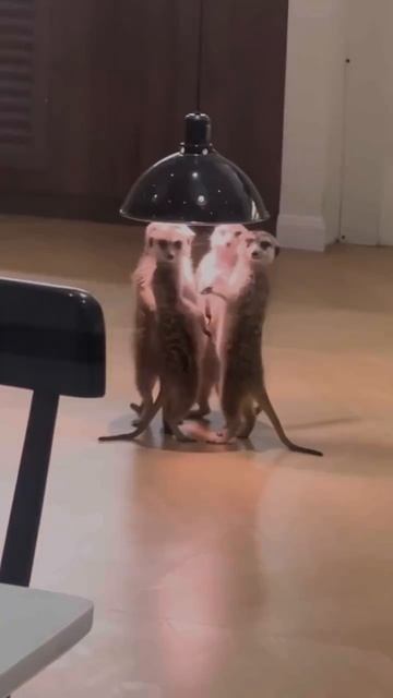 Видео от Департамент Кринжовых Видосов | ДКВ