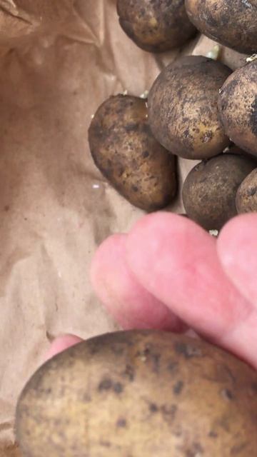 самый ранний урожай картофеля