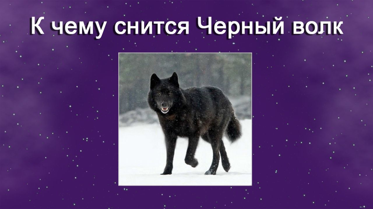 К чему снится Черный волк - толкование сна