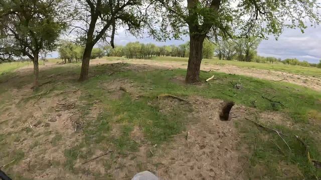 лиса или корсак погоня