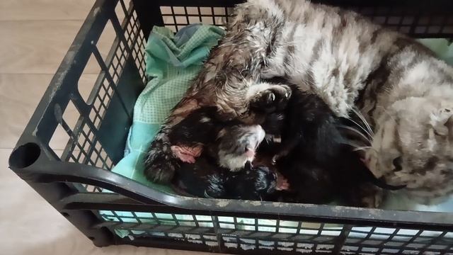 Кошка окотилась.Шодланская веслоухая.