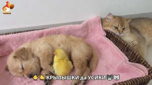Утята и Цыплята - Кошки и котята, Собаки и щенята 345 Хвостики да Усики ❣️