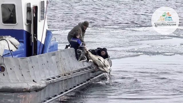 На Байкале спасли беременную косулю