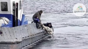 На Байкале спасли беременную косулю