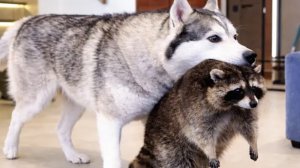 СМЕШНЫЕ ВИДЕО С КОТАМИ!|ВИДЕО С ЮТУБ ШОРТС