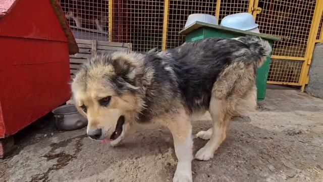 Последние двое из запертого сарая всё ещё ждут... Почему кавказята до сих пор в приюте? | Виктория и