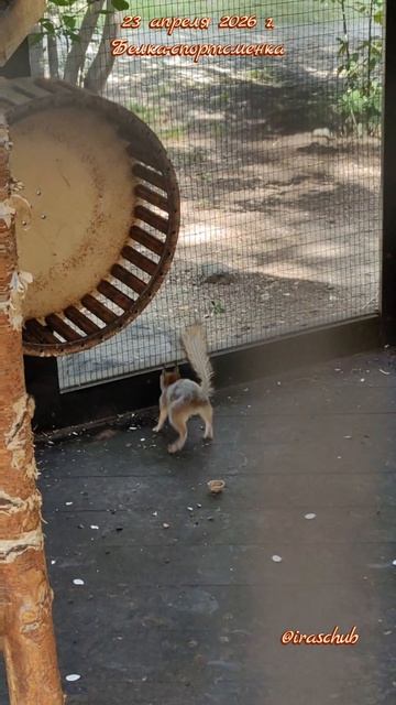 23 апреля 2026 г. Алупка. Воронцовский парк. Белка-мотиватор #ялта #ялта2026 #алупка