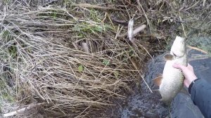 Голавль и жерех на инерционку