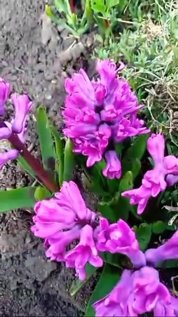 расцвели мои гиацинты