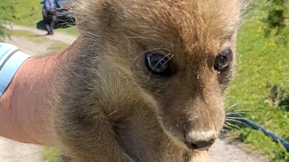 Спасение шакалёнка