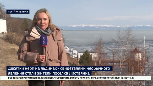 Десятки нерп на льдинах. Свидетелями необычного явления стали жители поселка Листвянк