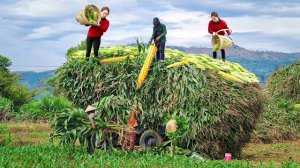 Собираю початки кукурузы и везу их продавать на рынок. Серия 2. Хоа Ли