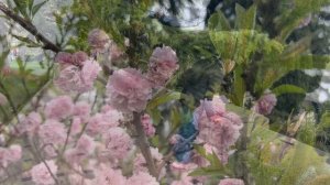 Ялта. Цветение Луизиании (сакура). Прогулка по набережной им.В.И.Ленина. Кафе на ул.Чехова. 20.04.26