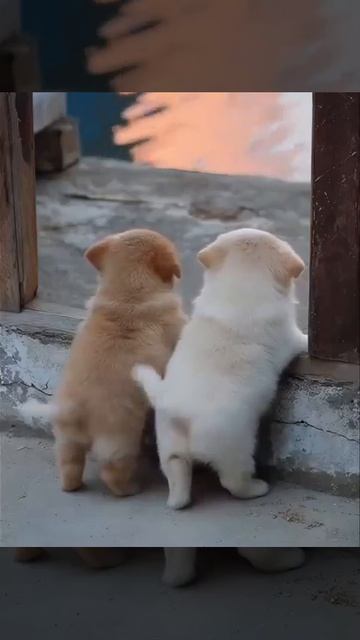 Видео от МЯУтаверс – как метавселенная, но с котами