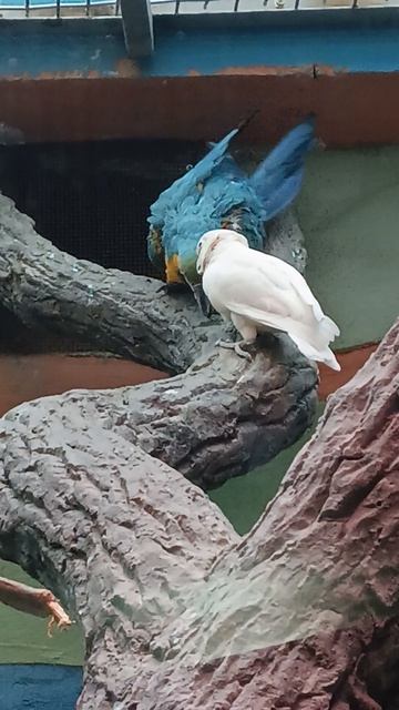 Ара и какаду, попугаи, и услуги от специалистов, прочтите описание видео, заинтересовало, пишите,