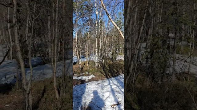 Экотропа Беличий хвост. Мурманск, весна. Пусть всегда будет Солнце 🌞 смотреть онлайн