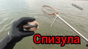Весна 2026г. Первая копка морепродуктов.