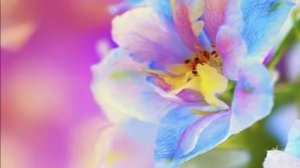 МАЙ--БЛИЗНЕЦЫ(таро)