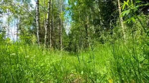 Умиротворяющее пение птиц в утреннем лесу