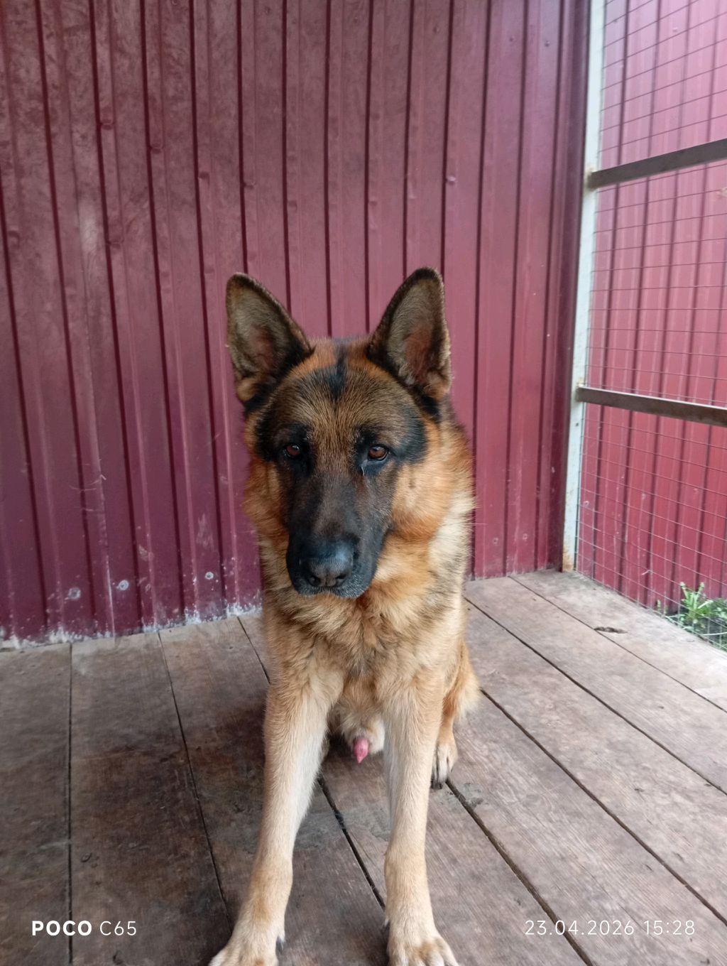 прогулка с собакой номер один