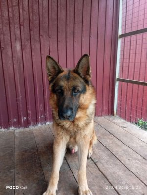 прогулка с собакой номер один