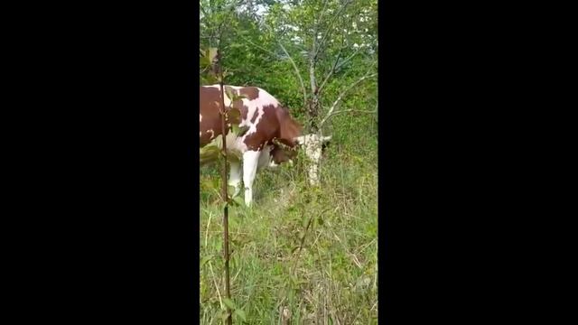 В  5 км от центра Сочи