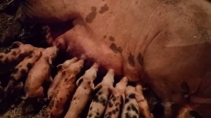 #pig #свиноматка #пятый весенний опорос.кантор.лечение свиноматки#свиноводство #