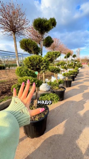 Я бы оставила ТОЛЬКО ЭТО РАСТЕНИЕ на участке 🌿✨