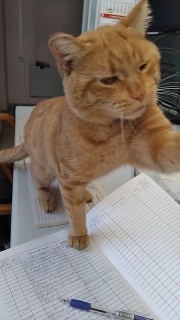 Федя пришел подраться и покусаться, и помурлыкать😻