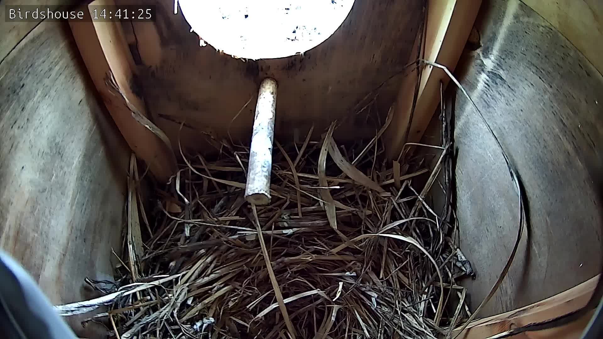 Скворечник - трансляция онлайн