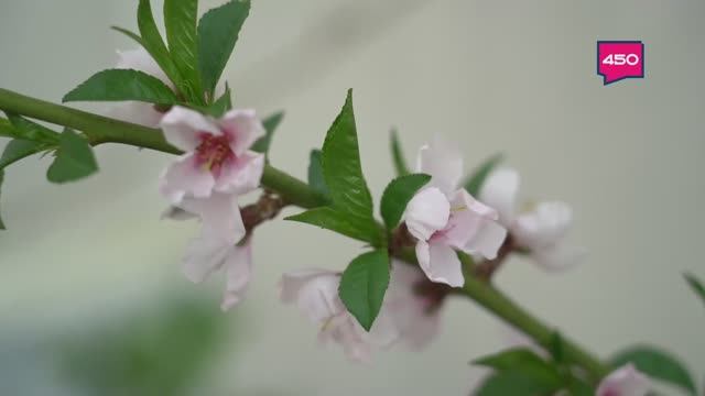 Обрабатываем плодовый сад от болезней. Дачные сезоны