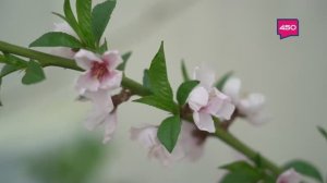 Обрабатываем плодовый сад от болезней. Дачные сезоны