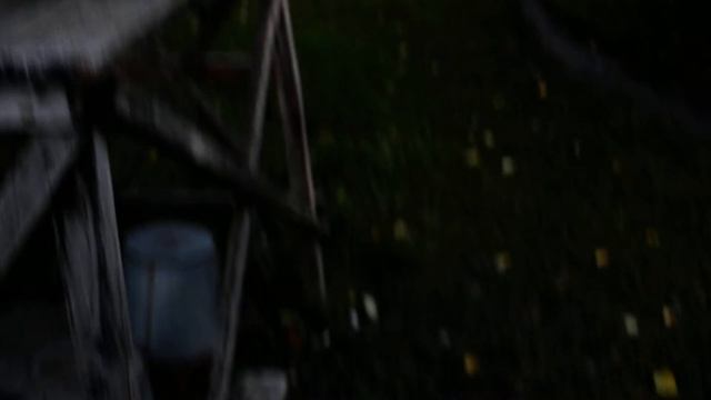 Кошки играют