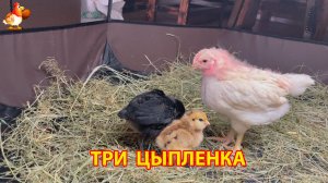 Три цыпленка и три разных характера (1)