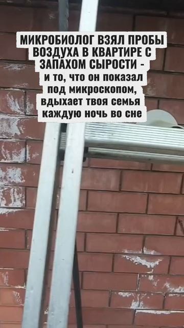 МИКРОБИОЛОГ ВЗЯЛ ПРОБЫ ВОЗДУХА В КВАРТИРЕ С ЗАПАХОМ СЫРОСТИ - и то, что он показал под микроскопом