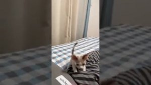 Выброс эндорфинов.mp4