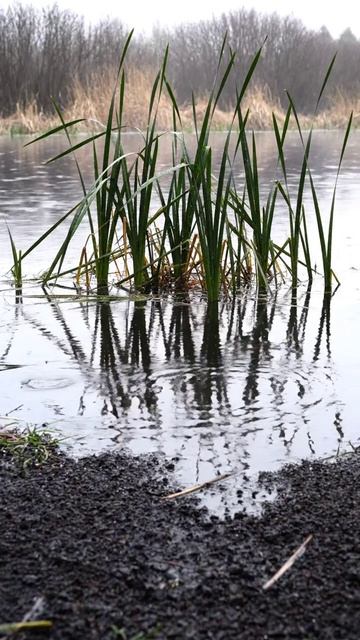 Пруд, который удерживает взгляд дольше обычного
