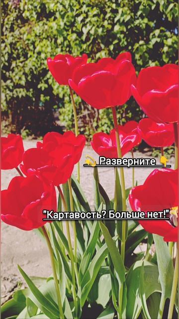 **«Картавость? Больше нет!»