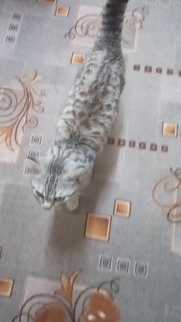 Кошки-это кошки)