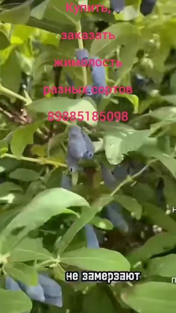 Жимолость -плодовый куст разных сортов купить,заказать 89885185098.🚛