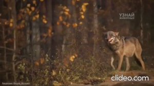 Я так одинок.mp4