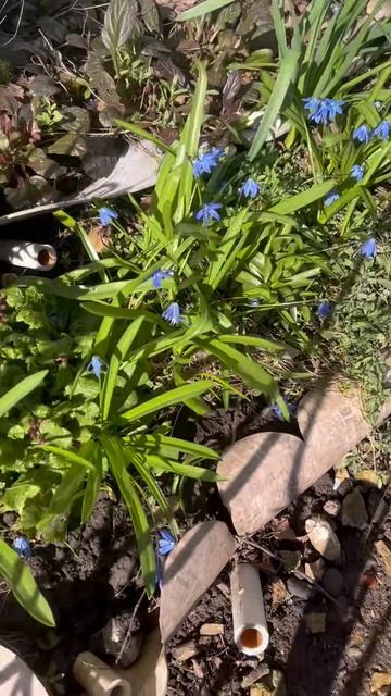 Новые цветы во дворе! Жёлтые нарциссы и тайна 🌼😍