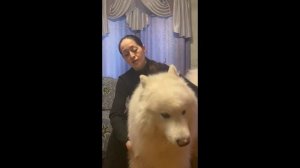 ИГОРЬ АЛТАЙСКИЙ. ОТЗЫВ. ДРЕССИРОВКА САМОЕДА