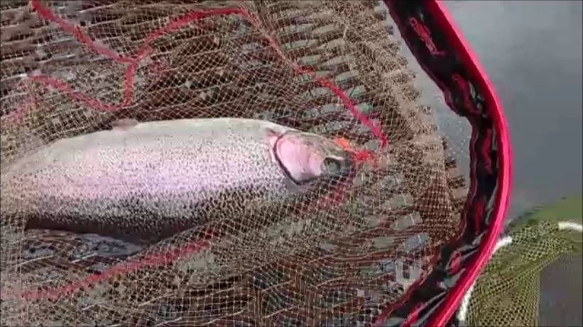 Рыбалка на Спорт-зоне продолжается. Клёвое место Лосиный остров.