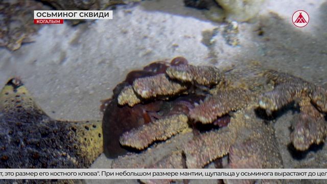 В океанариуме Когалыма поселился длинноногий гость из Индийского океана