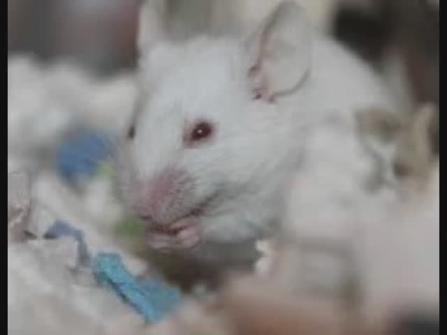 24 апреля - Всемирный день защиты лабораторных животных